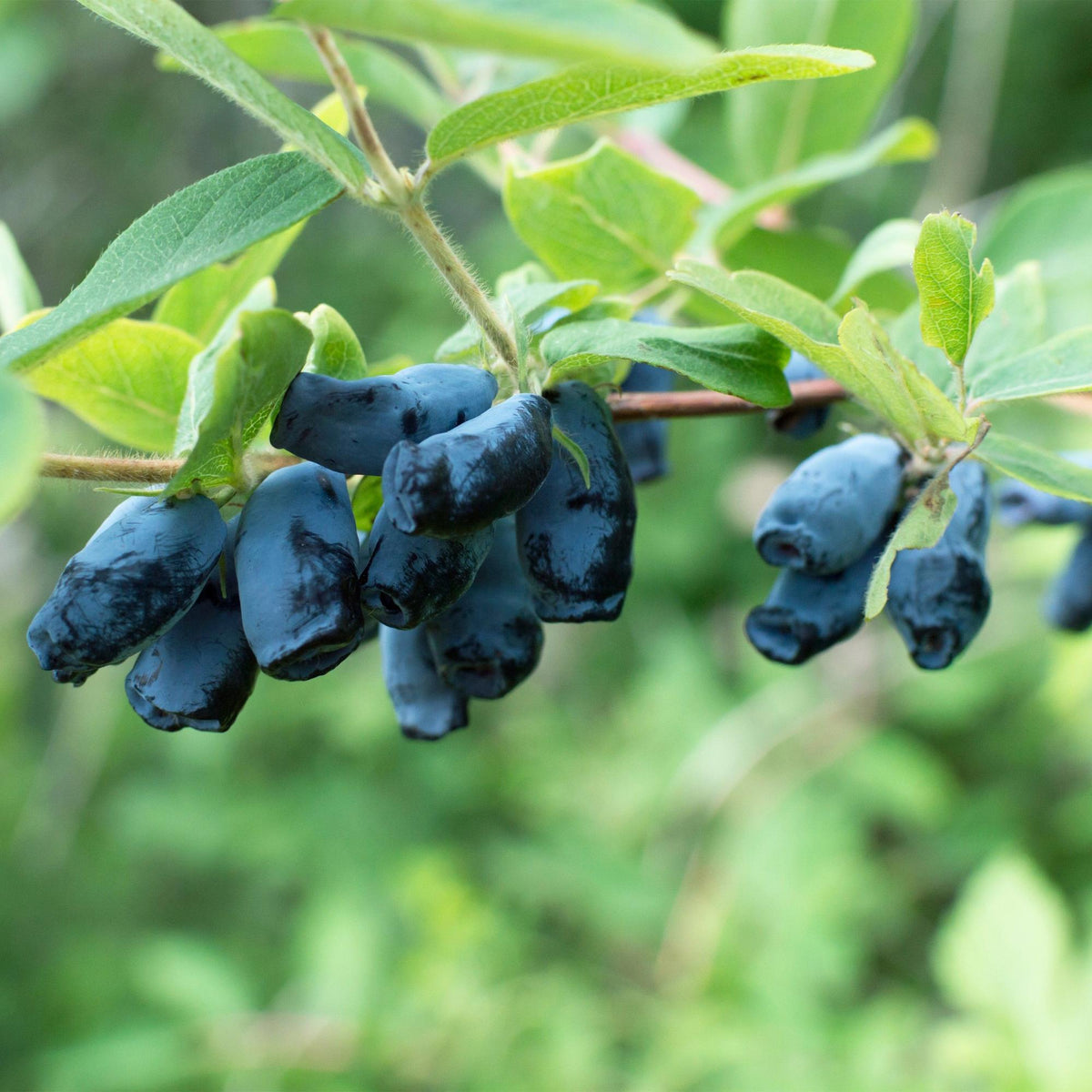 Lonicera caerulea 'Kamchatika' (honingbes) – 2 planten, Ø15 cm, 50 cm hoog