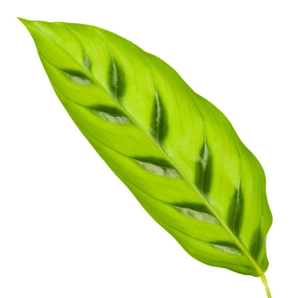 Calathea Leopardina – Ø12 cm, 35 cm hoog