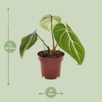 Philodendron selloum Atom – Ø12 cm, 25 cm hoog