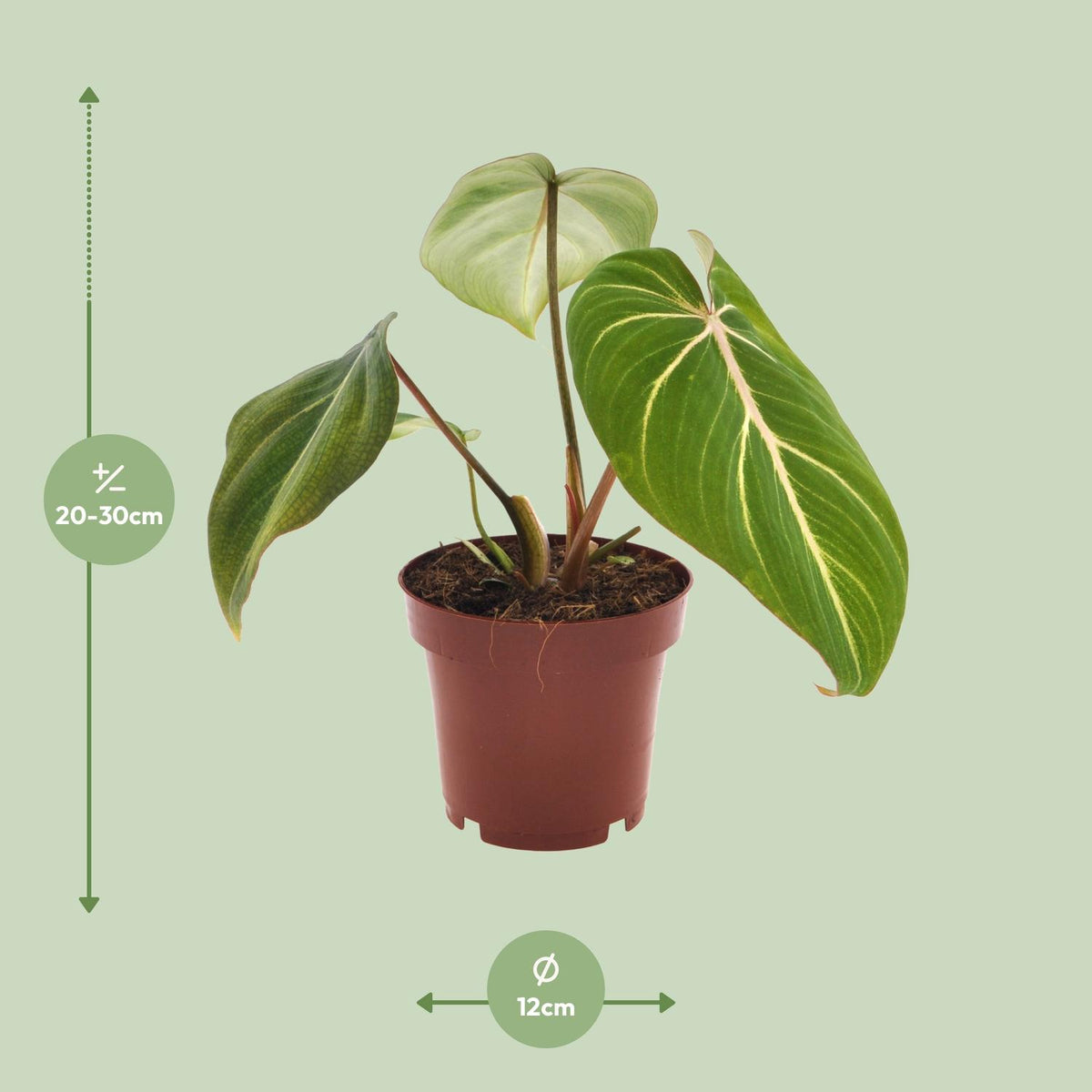 Philodendron selloum Atom – Ø12 cm, 25 cm hoog