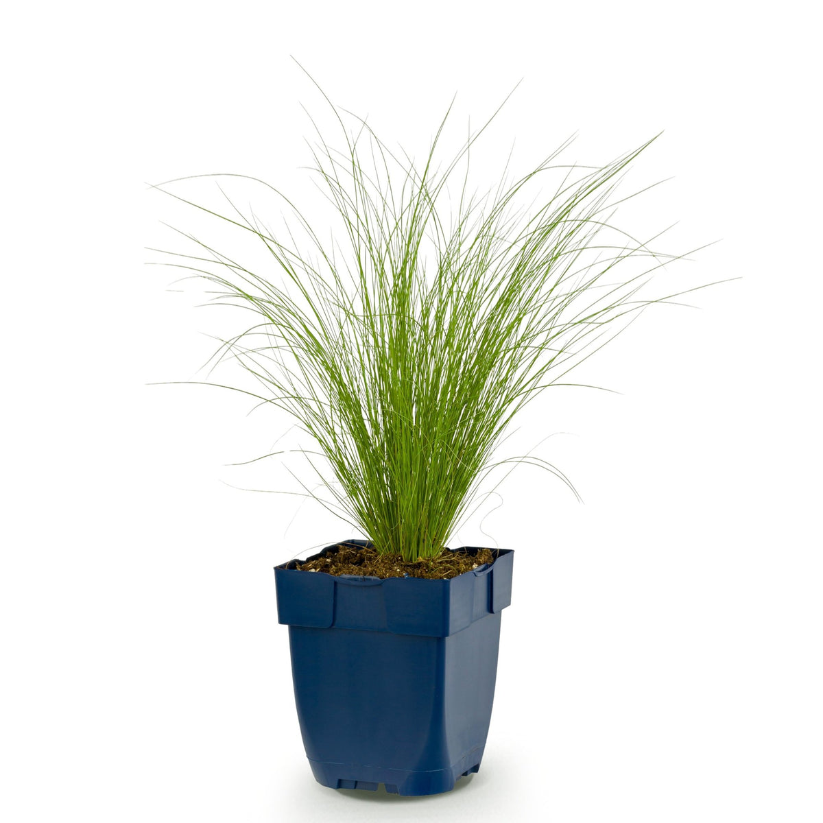 Stipa tenuissima 'Ponytails' (herbe à plumes) – Ø11 cm, 15–25 cm de haut – photo 2