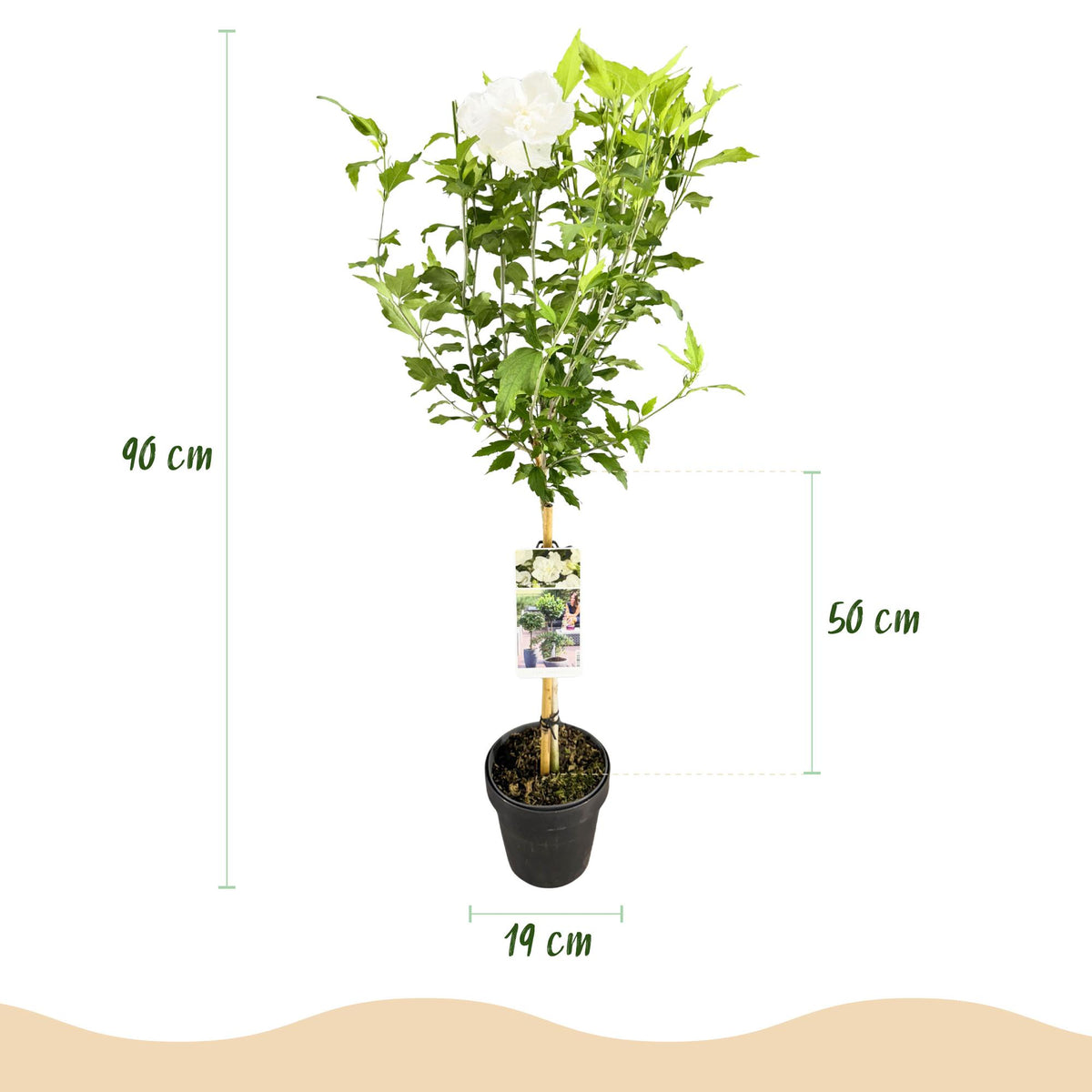 Hibiscus syriacus 'White Chiffon' (tuinhibiscus) op stam – Ø19 cm, 90 cm hoog – bild 3