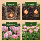 Tulipan 'Double Pink' – 48 blomsterløg (løgstørrelse 11/12)