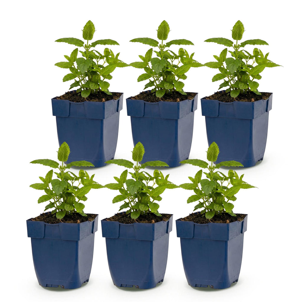 Nepeta nerv. 'Neptune' (Katzenminze) – violett – 6 Pflanzen, Ø 11 cm, 15–25 cm hoch – Bild 2