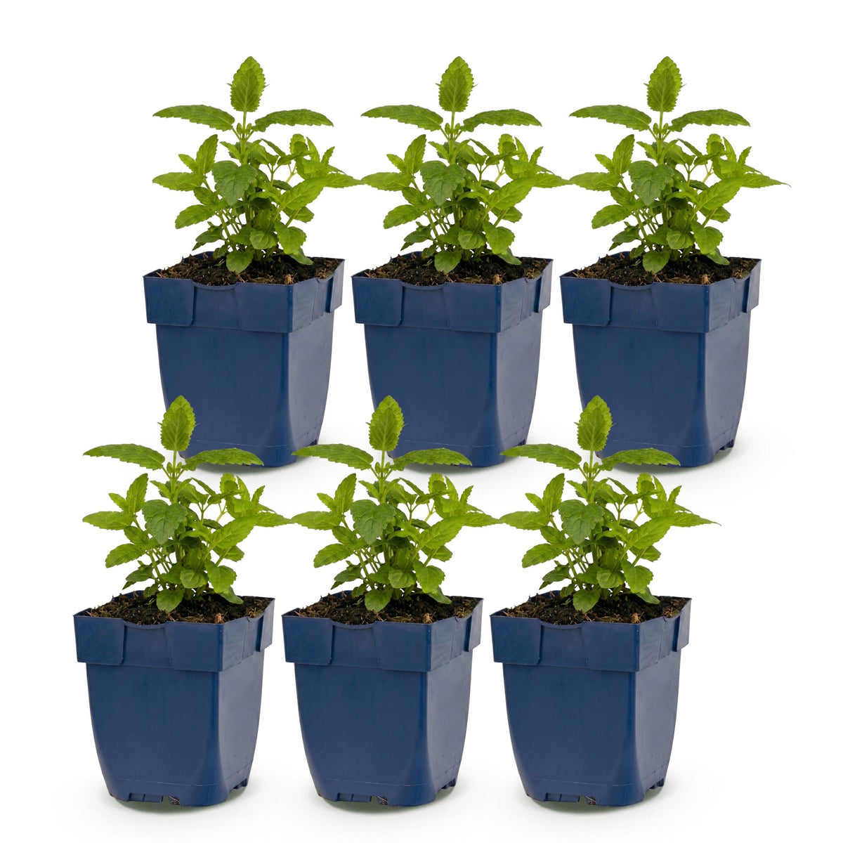 Nepeta nerv. 'Neptune' (Katzenminze) – violett – 6 Pflanzen, Ø 11 cm, 15–25 cm hoch – Bild 2