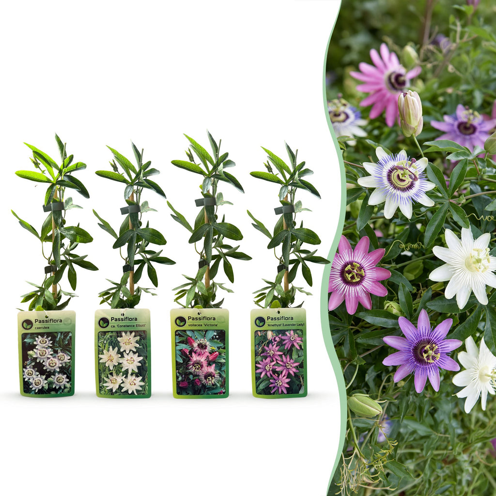 Passiflora 'Regenboog' (passiflore) – blanc-violet-rose – 12 plantes, Ø9 cm, 35 cm de haut – art. 62176
