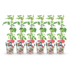 Rubus 'Tayberry' (tayberry) – 6 plants, Ø9 cm, 35 cm high