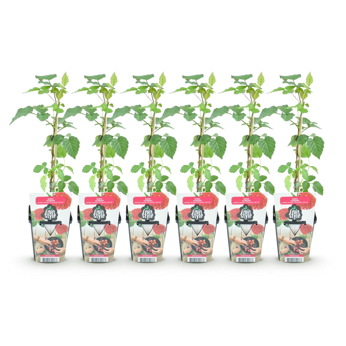 Rubus 'Tayberry' (taybes) – 6 planten, Ø9 cm, 35 cm hoog – foto 2