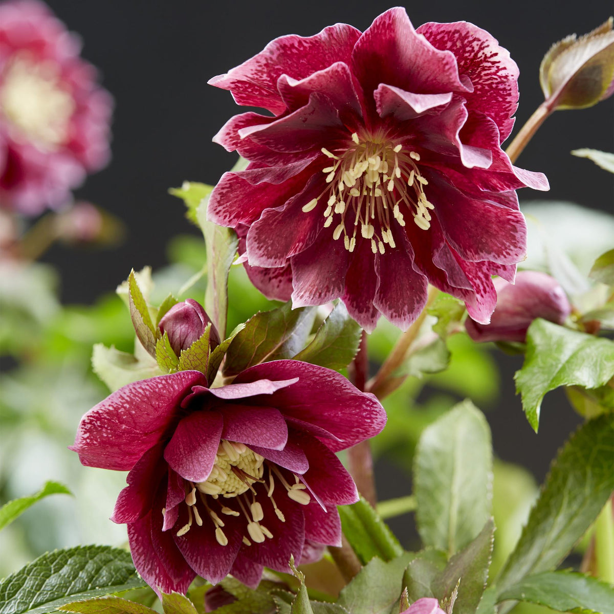 Helleborus orientalis 'Double Ellen Red' (Christrose) – 2 Pflanzen, Ø 14 cm, 35 cm hoch