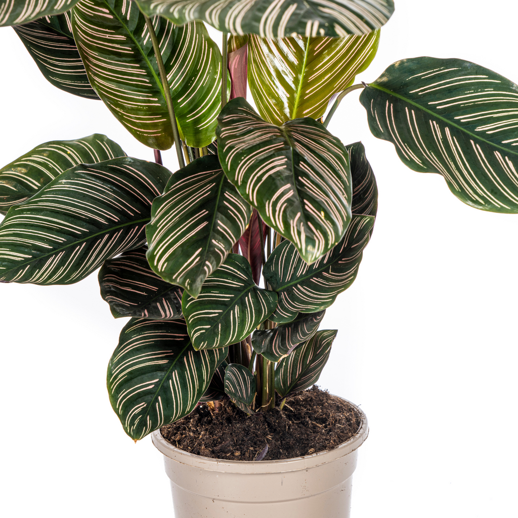 Calathea Ornata Sanderiana – Ø17 cm, 40–50 cm hoog