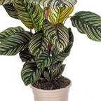 Calathea Ornata Sanderiana – Ø17 cm, 40–50 cm hoog