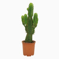 Euphorbia ingens – Ø21 cm, 60 cm hoog