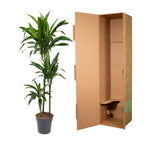 Dracaena Janet Craig (Drachenbaum) – Ø 24 cm, 150 cm hoch
