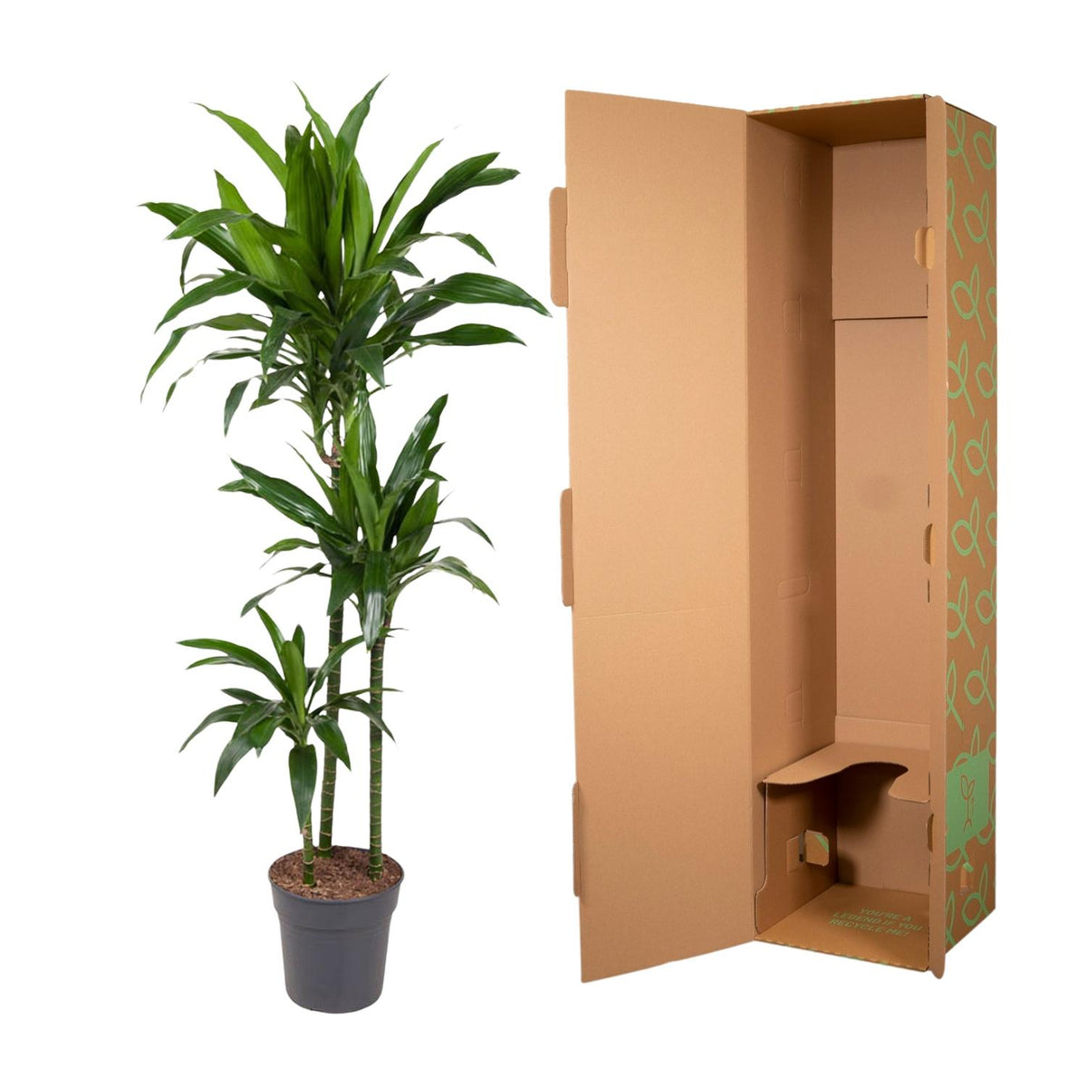 Dracaena Janet Craig (drakenboom) – Ø24 cm, 150 cm hoog