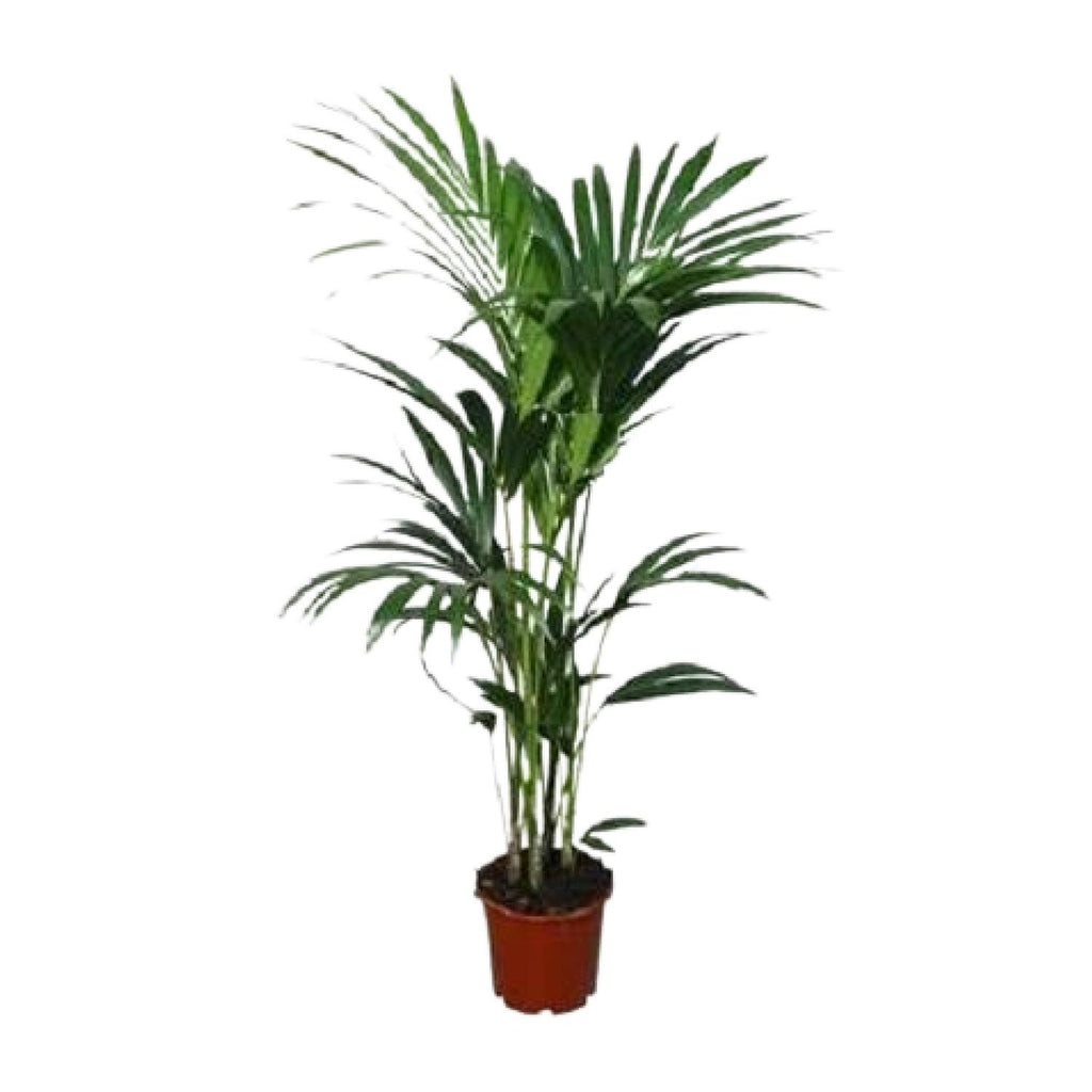 Howea forsteriana (palmier kentia) – Ø21 cm, 120 cm de haut – art. 2897
