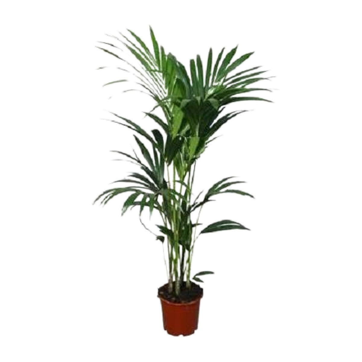 Howea forsteriana (Kentiapalme) – Ø 21 cm, 120 cm hoch – Art. 2897
