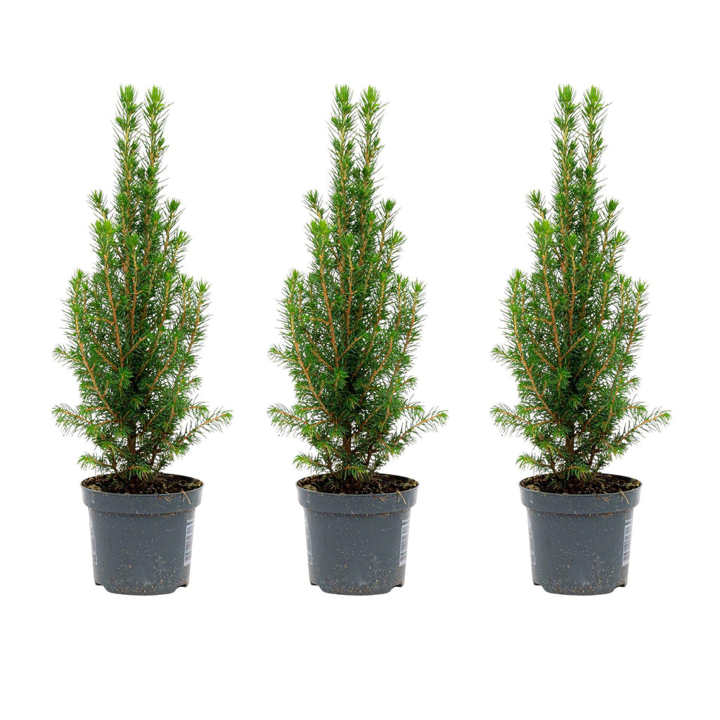 Picea glauca 'Perfecta' (Weihnachtsbäumchen) – 3 Pflanzen, Ø9 cm