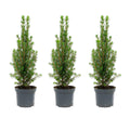 Picea glauca 'Perfecta' (Weihnachtsbäumchen) – 3 Pflanzen, Ø9 cm
