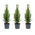 Picea glauca 'Perfecta' (Weihnachtsbäumchen) – 3 Pflanzen, Ø9 cm