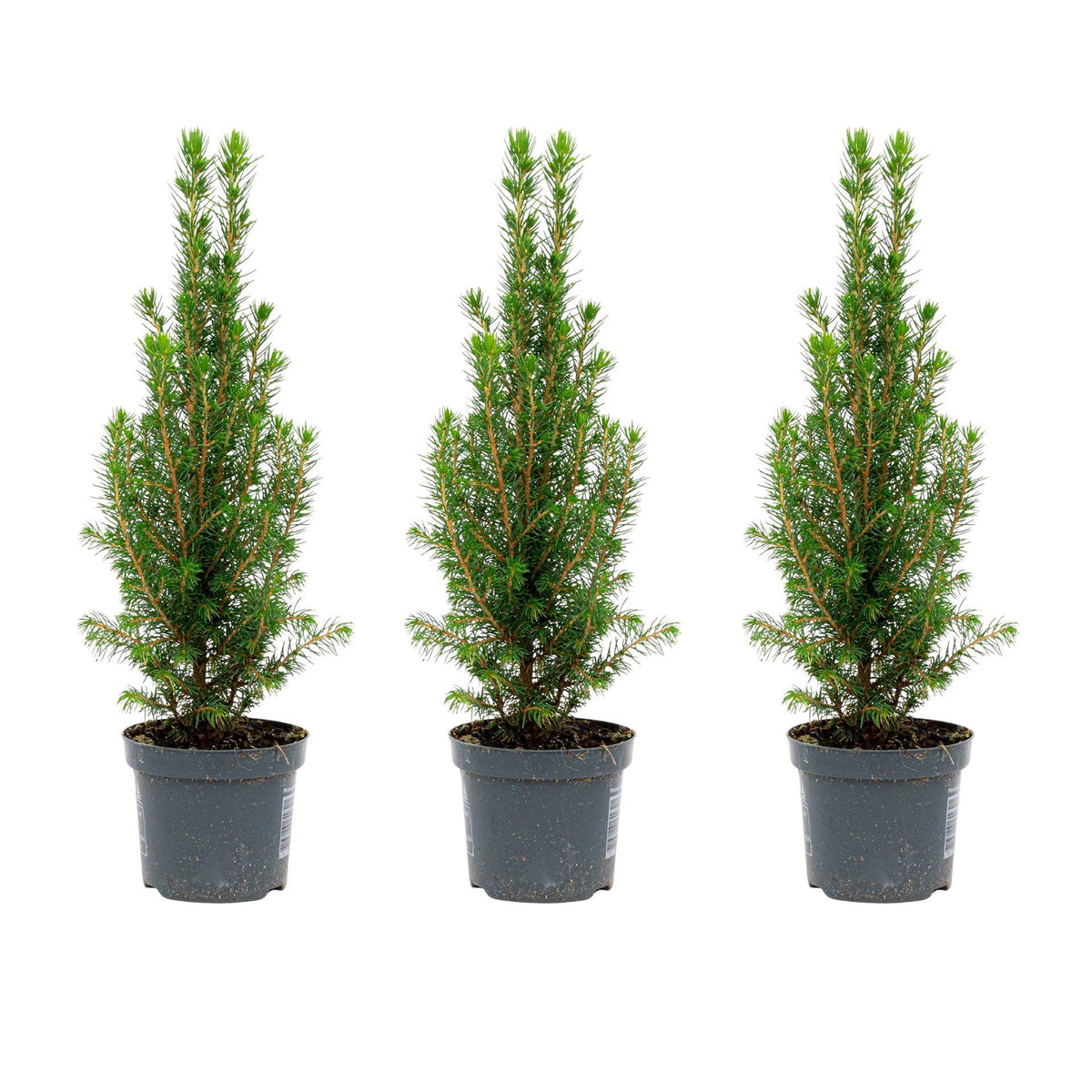 Picea glauca 'Perfecta' (Weihnachtsbäumchen) – 3 Pflanzen, Ø9 cm