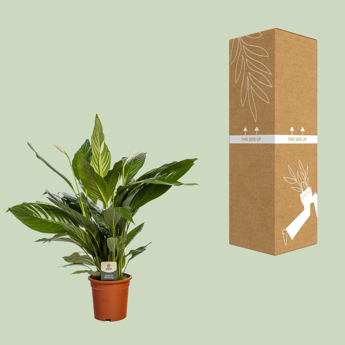 Spathiphyllum Bingo Cupido (fredslilje) – Ø19 cm, 80 cm høj – art. 5241