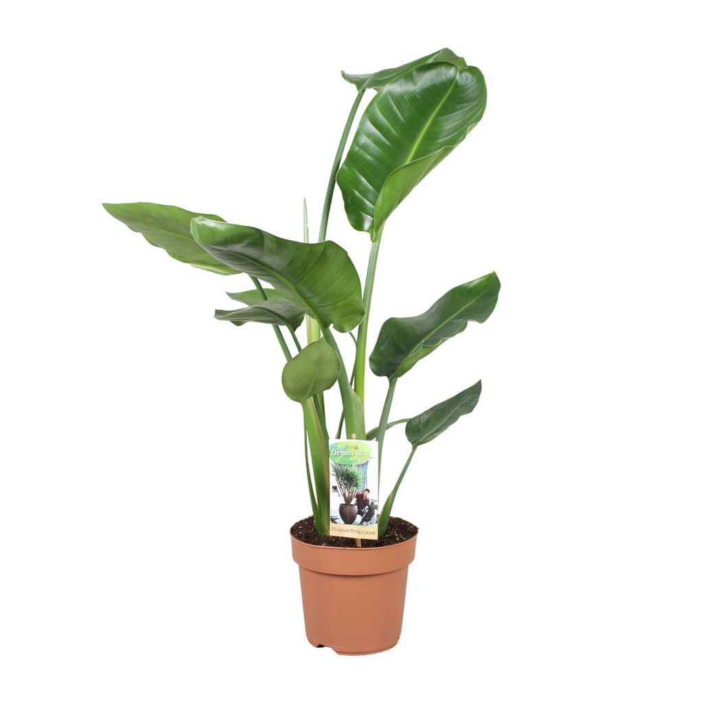 Strelitzia nicolai (witte paradijsvogelbloem) – Ø17 cm, 60 cm hoog