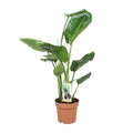 Strelitzia nicolai (witte paradijsvogelbloem) – Ø17 cm, 60 cm hoog
