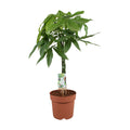 Pachira aquatica (geldboom) – Ø17 cm, 70 cm hoog