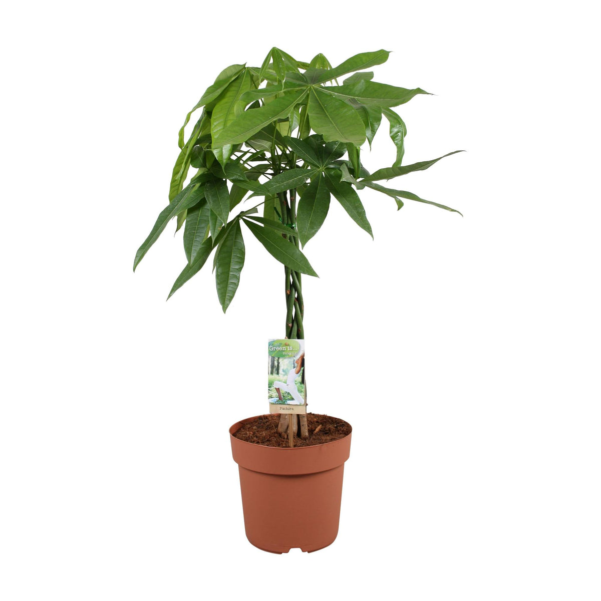 Pachira aquatica (geldboom) – Ø17 cm, 70 cm hoog