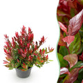 Leucothoe 'Little Flame' – rot – Ø17 cm, 40 cm hoch