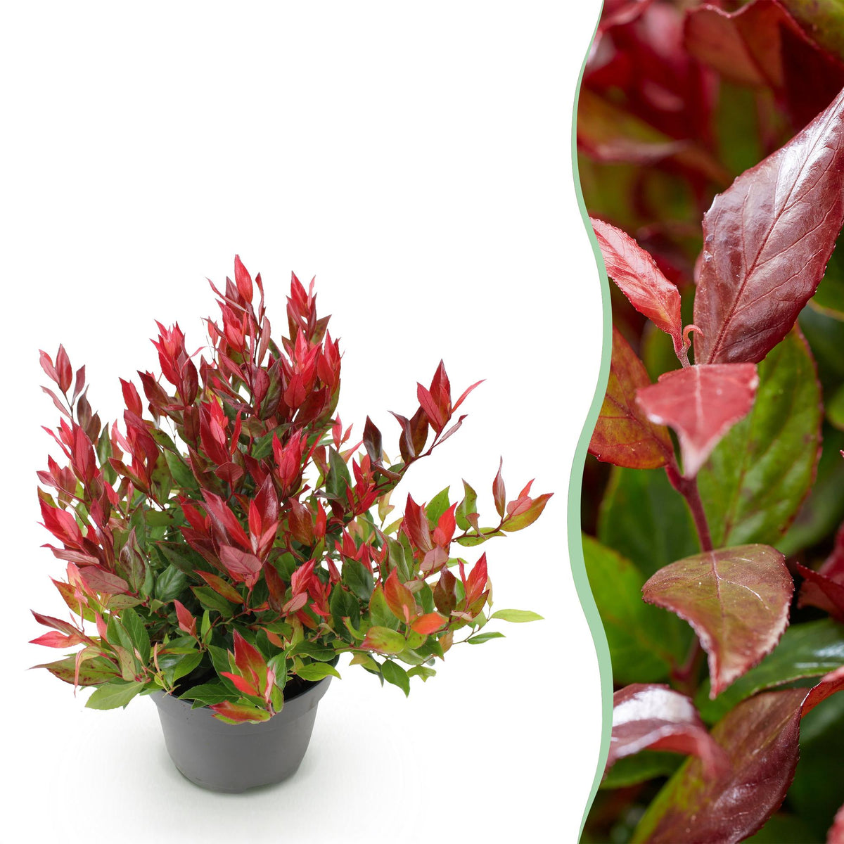 Leucothoe 'Little Flame' – rot – Ø17 cm, 40 cm hoch