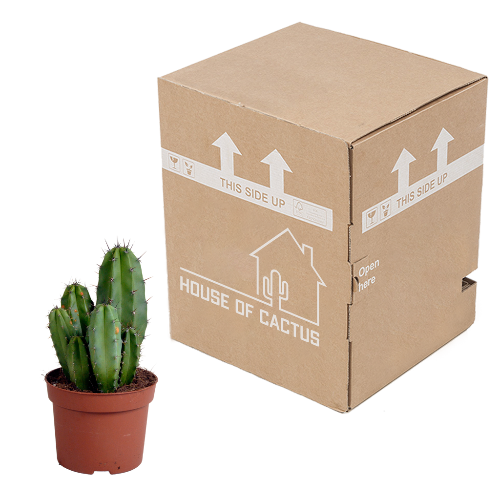 Polaskia chula (Cactaceae) – Ø12 cm, 27 cm høj
