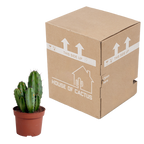 Polaskia chula (Cactaceae) – Ø12 cm, 27 cm høj