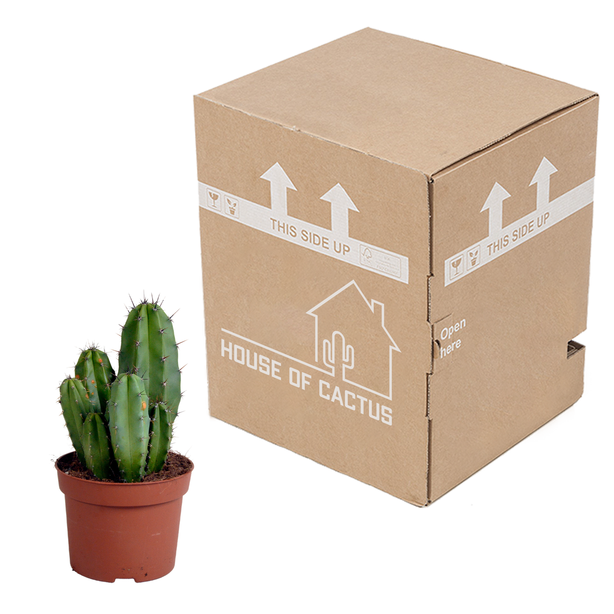 Polaskia chula (Cactaceae) – Ø12 cm, 27 cm høj