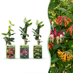 Lonicera 'Tricolour' (three-colored honeysuckle) – red-purple-orange-yellow – 9 plants, Ø9 cm, 35 cm high