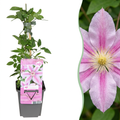 Clematis 'Nelly Moser' (Waldrebe) – weiß-rosa – Ø9 cm, 35 cm hoch