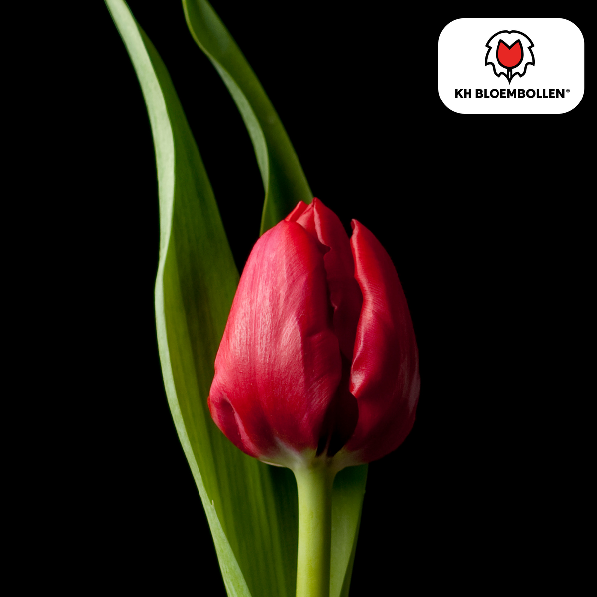 Tulpe 'Ile de France' – 20 Blumenzwiebeln (Zwiebelgröße 11/12)
