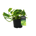 Epipremnum (scindapsus) – Ø12 cm, 25 cm hoch – n'joy gold