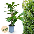Prunus laurocerasus 'Rotundifolia' (cherry laurel) – 40 plants, Ø9 cm, 25–35 cm high
