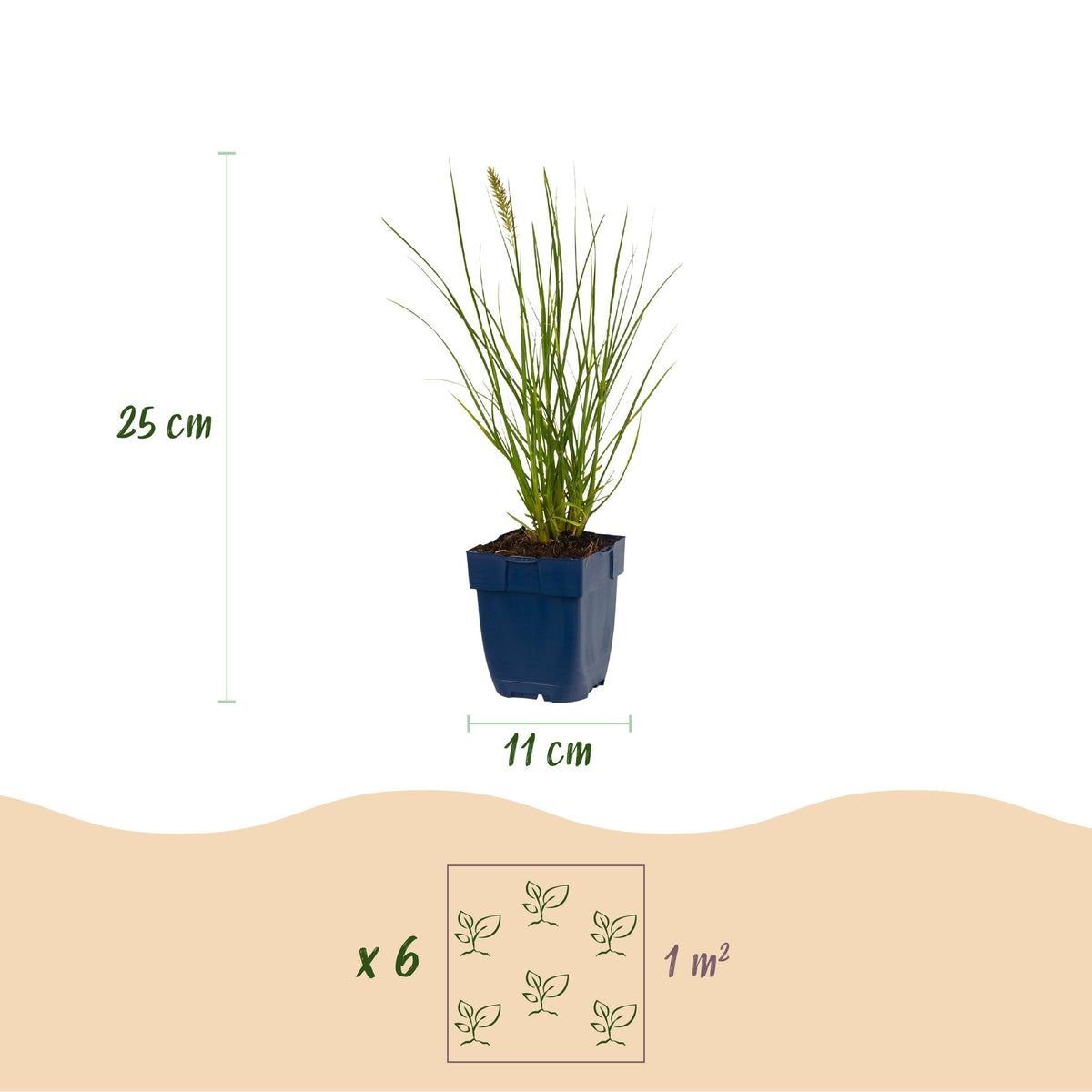 Pennisetum alop. 'Little Bunny' (herbe à chat) – 6 plantes, Ø11 cm, 15–25 cm de haut – photo 3