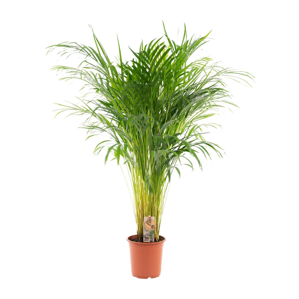 Arekapalmsväxt (Dypsis) – Ø21 cm, 100 cm hög