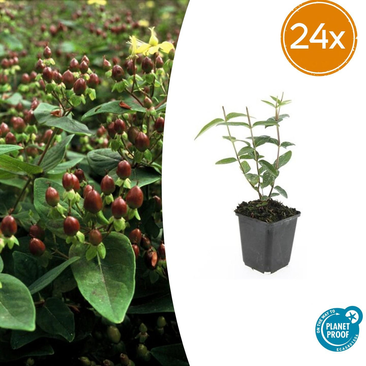 Hypericum inodorum (hjortemønje) – 24 planter, Ø9 cm, 10–25 cm høje – billede 2