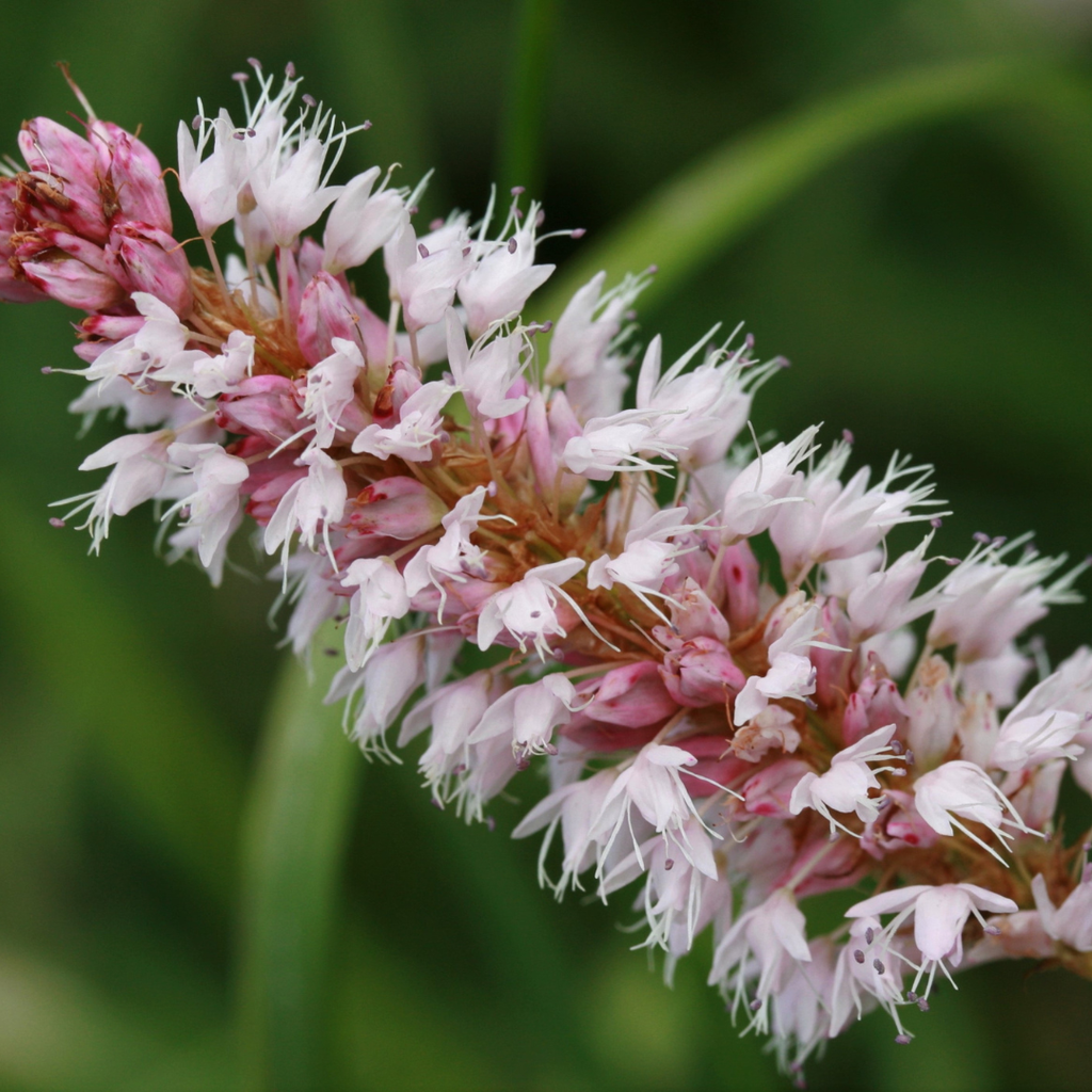 Persicaria aff. 'Superba' (Échive) – 24 plants, Ø9 cm, 10–25 cm de haut – photo 8