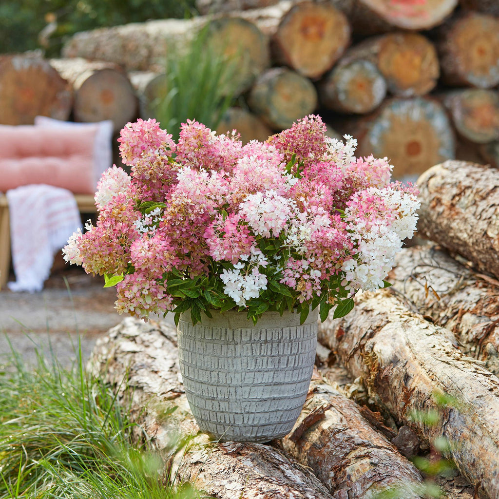 Hydrangea panniculata 'Groundbreaker Blush' (hortensia paniculé) – rose – Ø14 cm, 20–25 cm de haut – photo 5