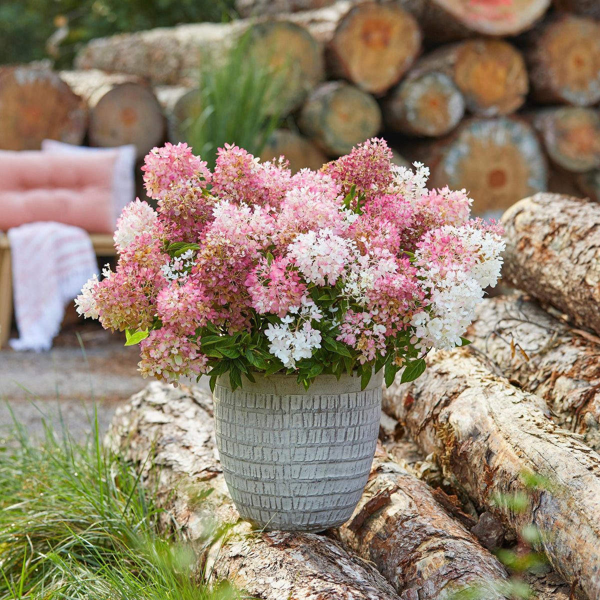Hydrangea panniculata 'Groundbreaker Blush' (pluimhortensia) – roze – Ø14 cm, 20–25 cm hoog