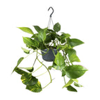 Epipremnum aureum (Scindapsus) – Ø 15 cm, 25 cm hoch
