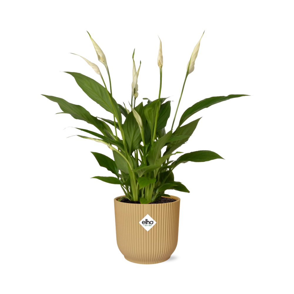 Spathiphyllum 12 Cm Torelli in ELHO Vibes Fold 14cm geel (lepelplant) – 45 cm hoog
