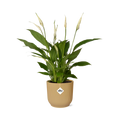 Spathiphyllum 12 Cm Torelli in ELHO Vibes Fold 14cm geel (lepelplant) – 45 cm hoog
