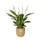 Spathiphyllum 12 Cm Torelli in ELHO Vibes Fold 14cm geel (lepelplant) – 45 cm hoog