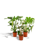 Strelitzia nicolai (Monstera) – Ø21 cm, 75 cm høj